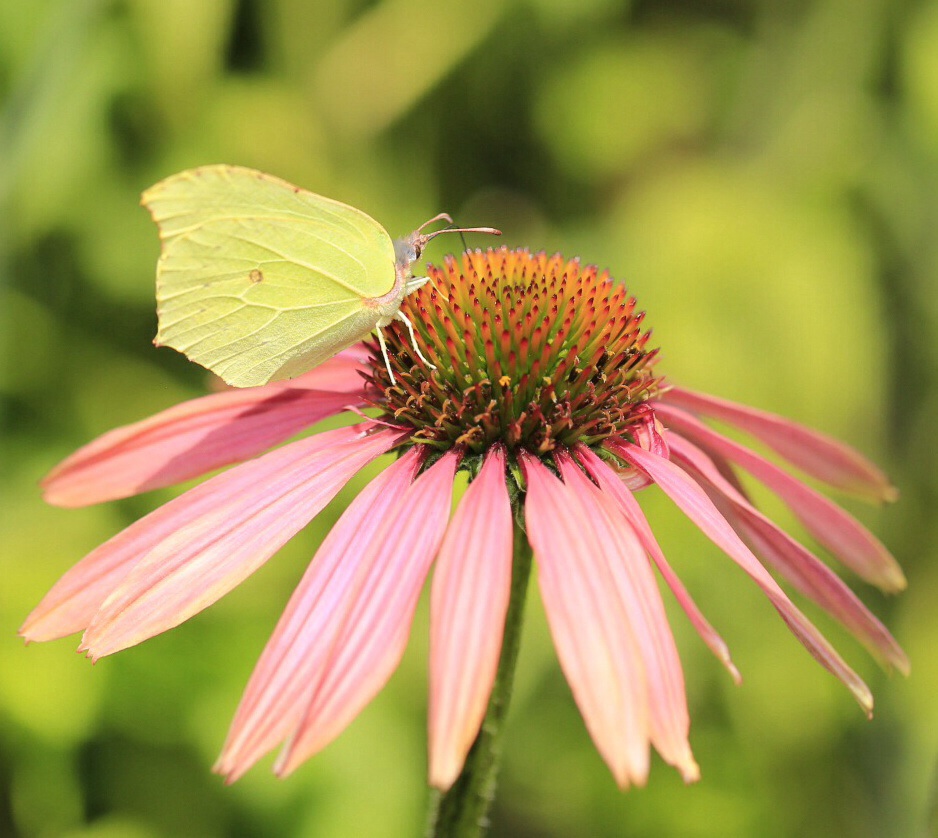 Schmetterling 2