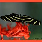 Schmetterling 2