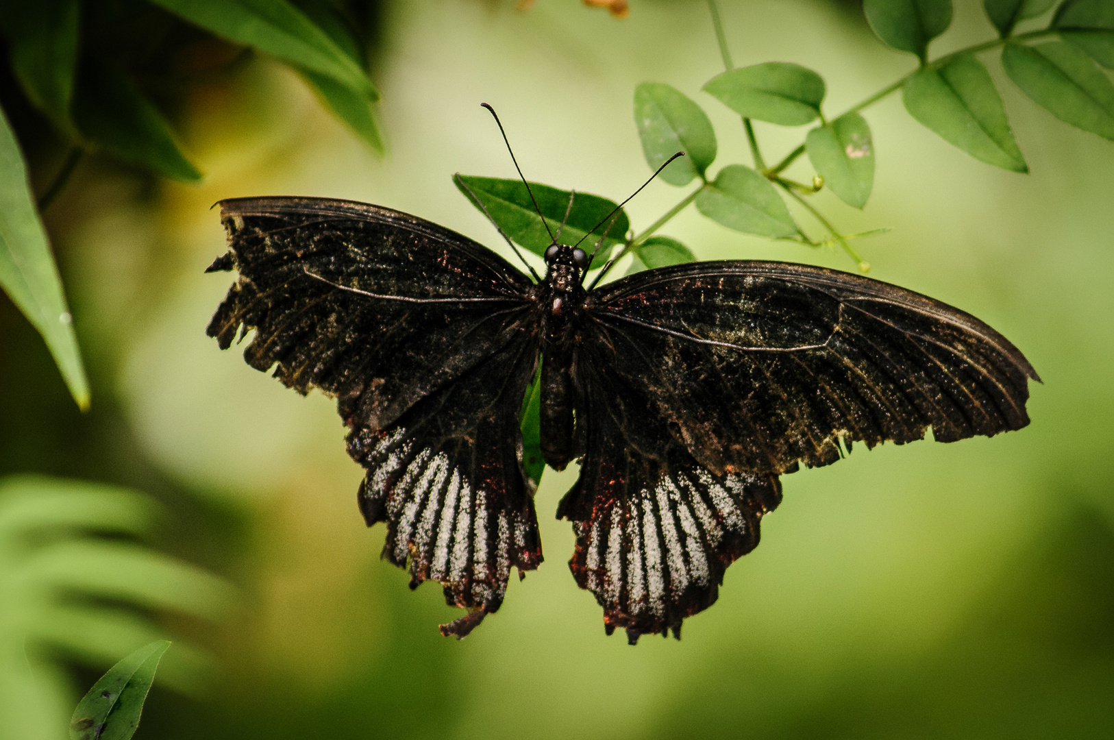 Schmetterling 2