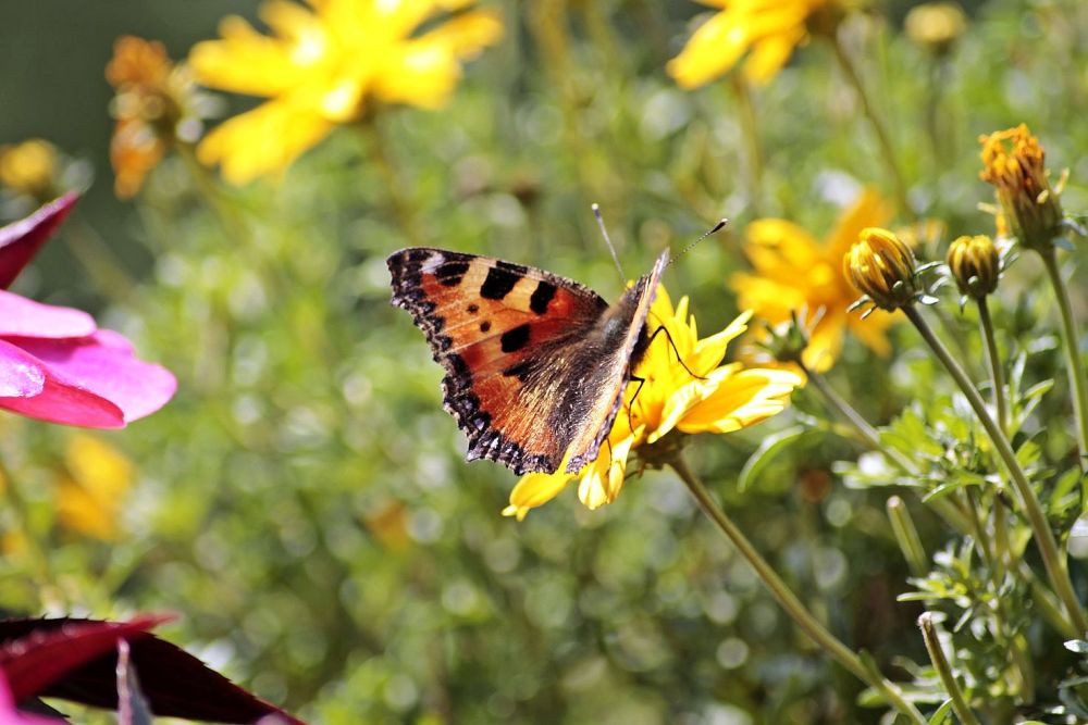 Schmetterling 2