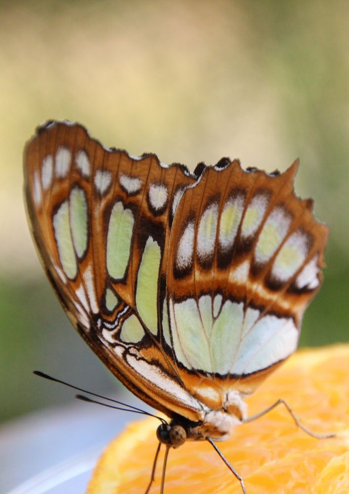 Schmetterling 2