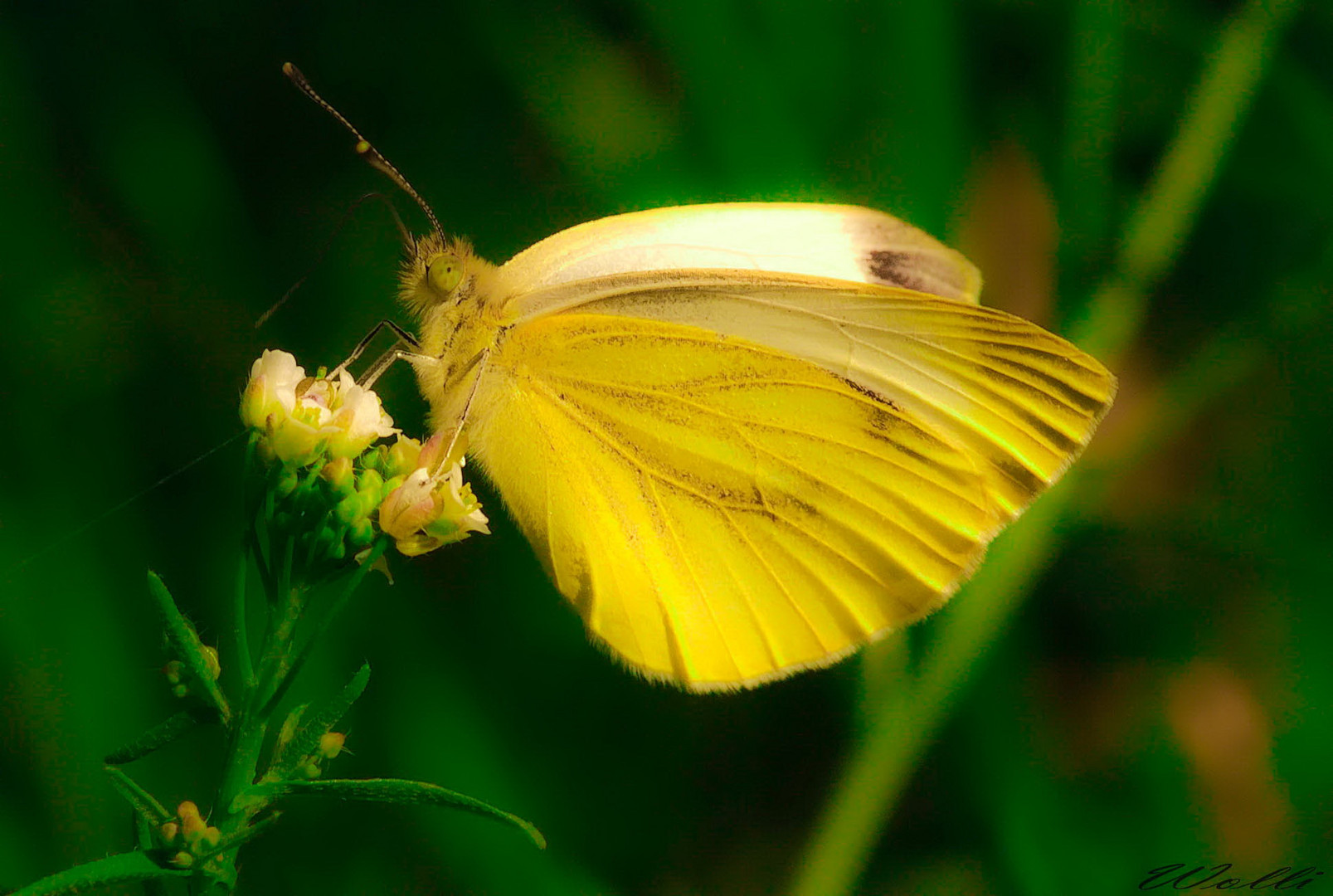 Schmetterling 2