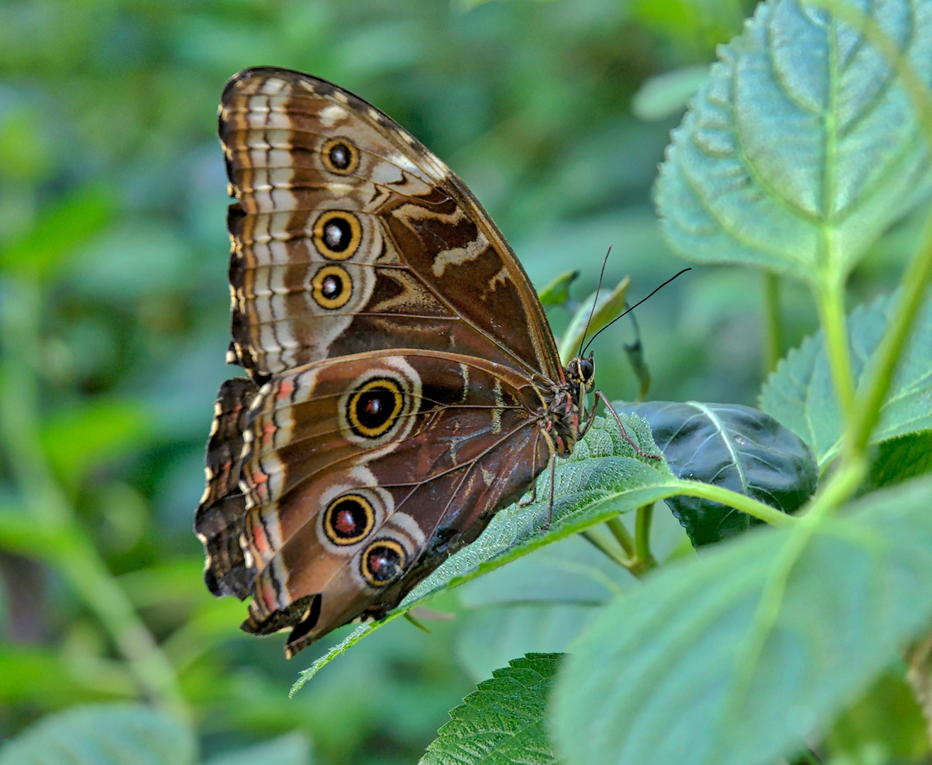 Schmetterling 2