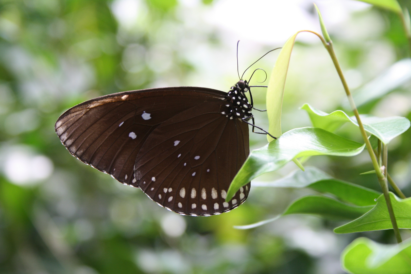 Schmetterling 2