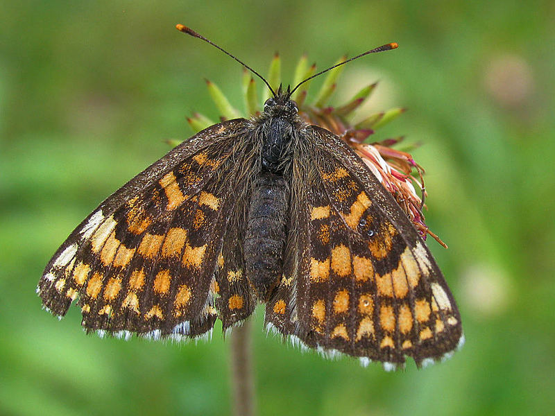 Schmetterling 2