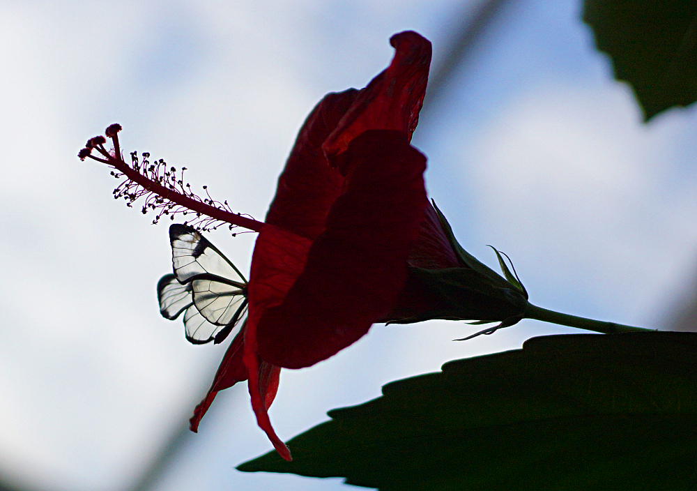 Schmetterling 2