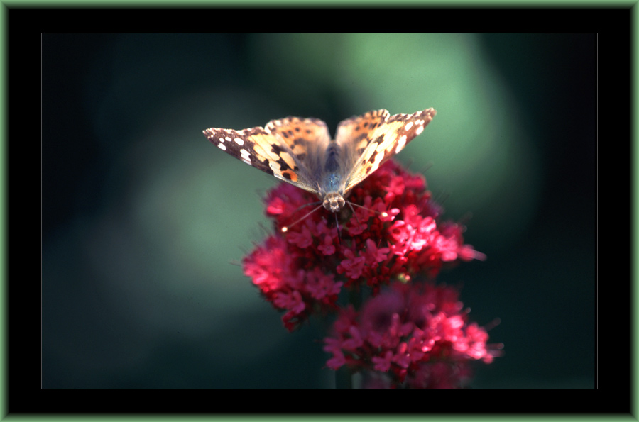 Schmetterling 2