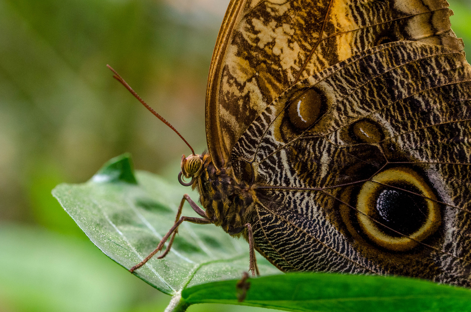 Schmetterling 2