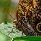 Schmetterling 2