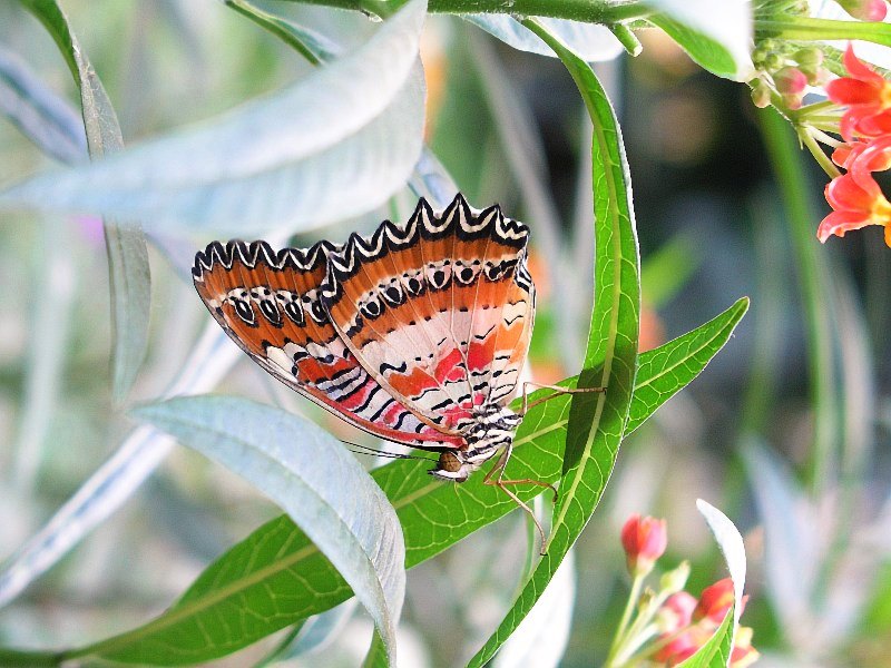 Schmetterling 2