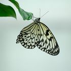 Schmetterling 2