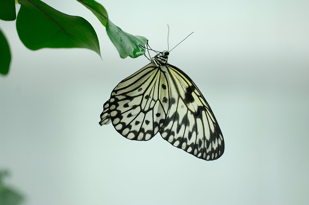 Schmetterling 2