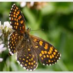 Schmetterling (2)