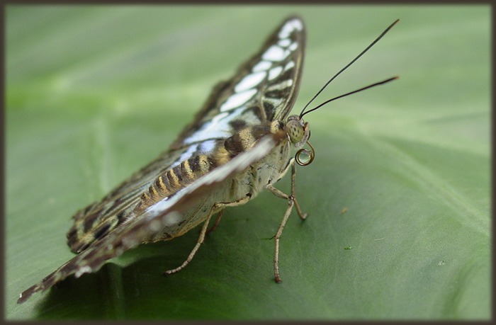 schmetterling (2)