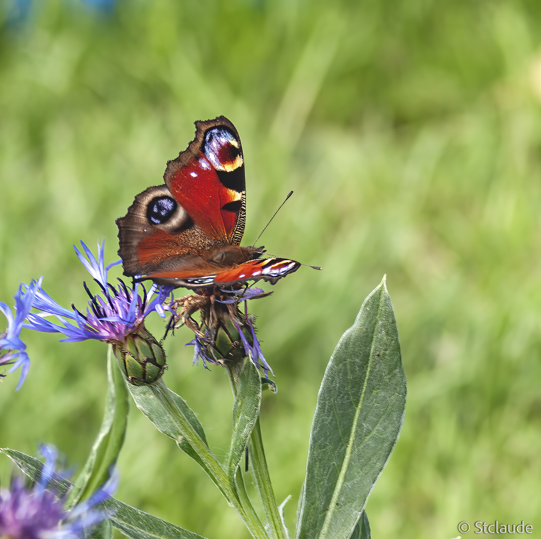 Schmetterling 2