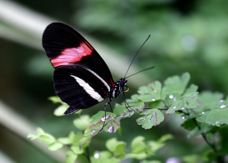 Schmetterling 2