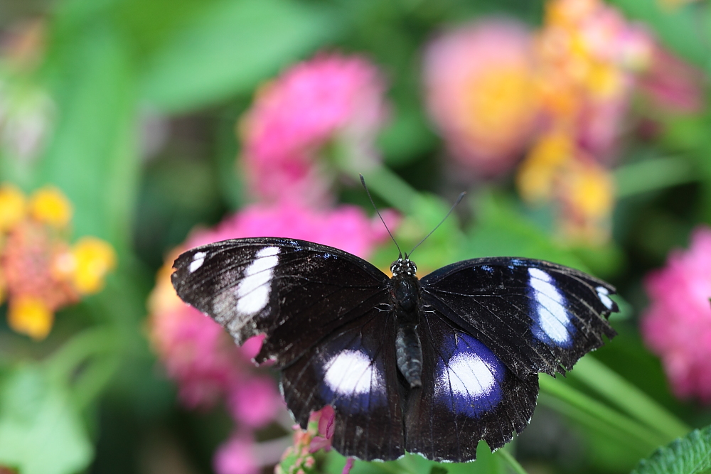 Schmetterling 2