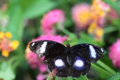 Schmetterling 2