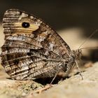 Schmetterling 2