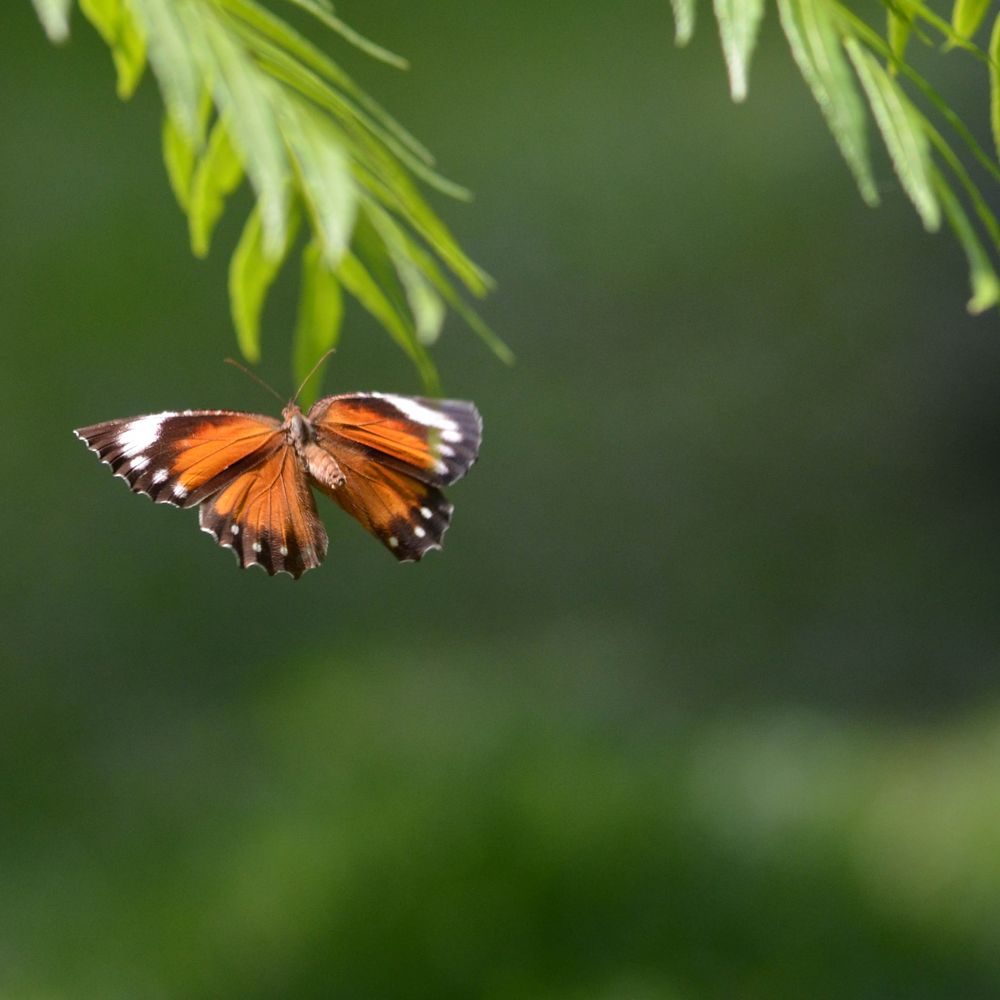 Schmetterling (2)