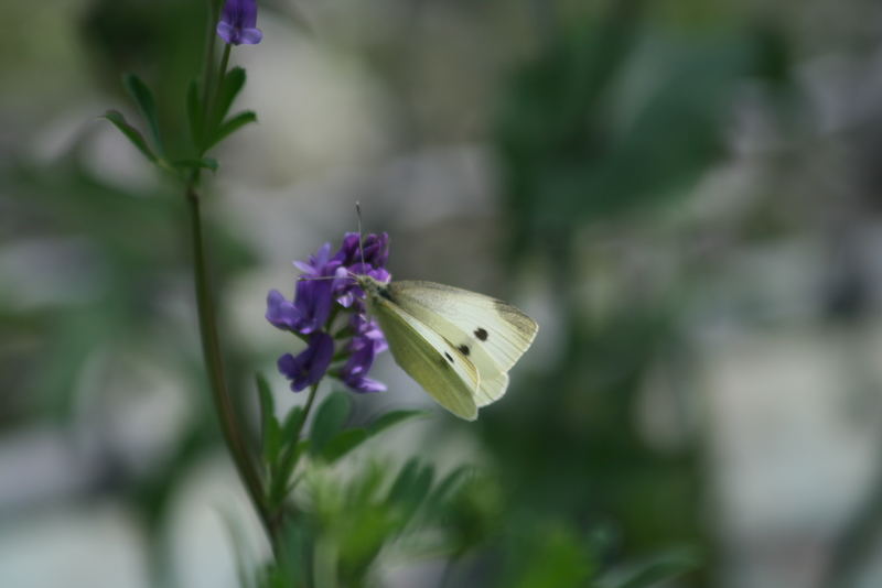 Schmetterling 2