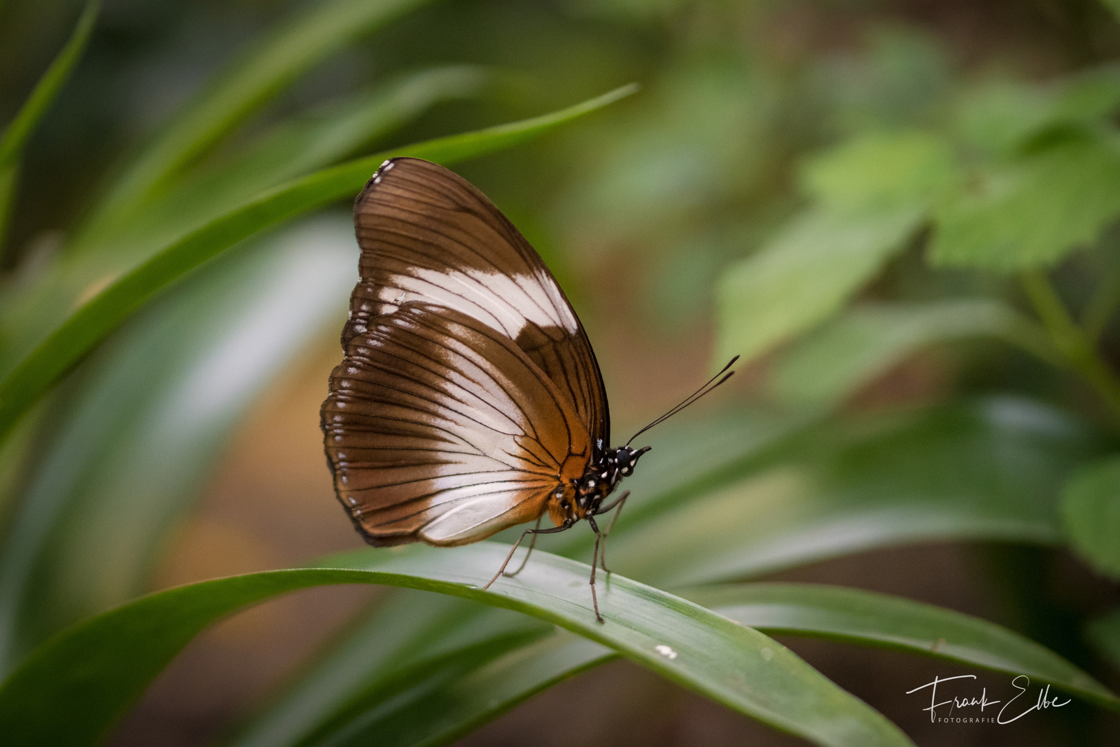 Schmetterling 2