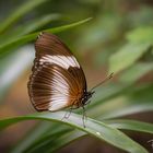 Schmetterling 2