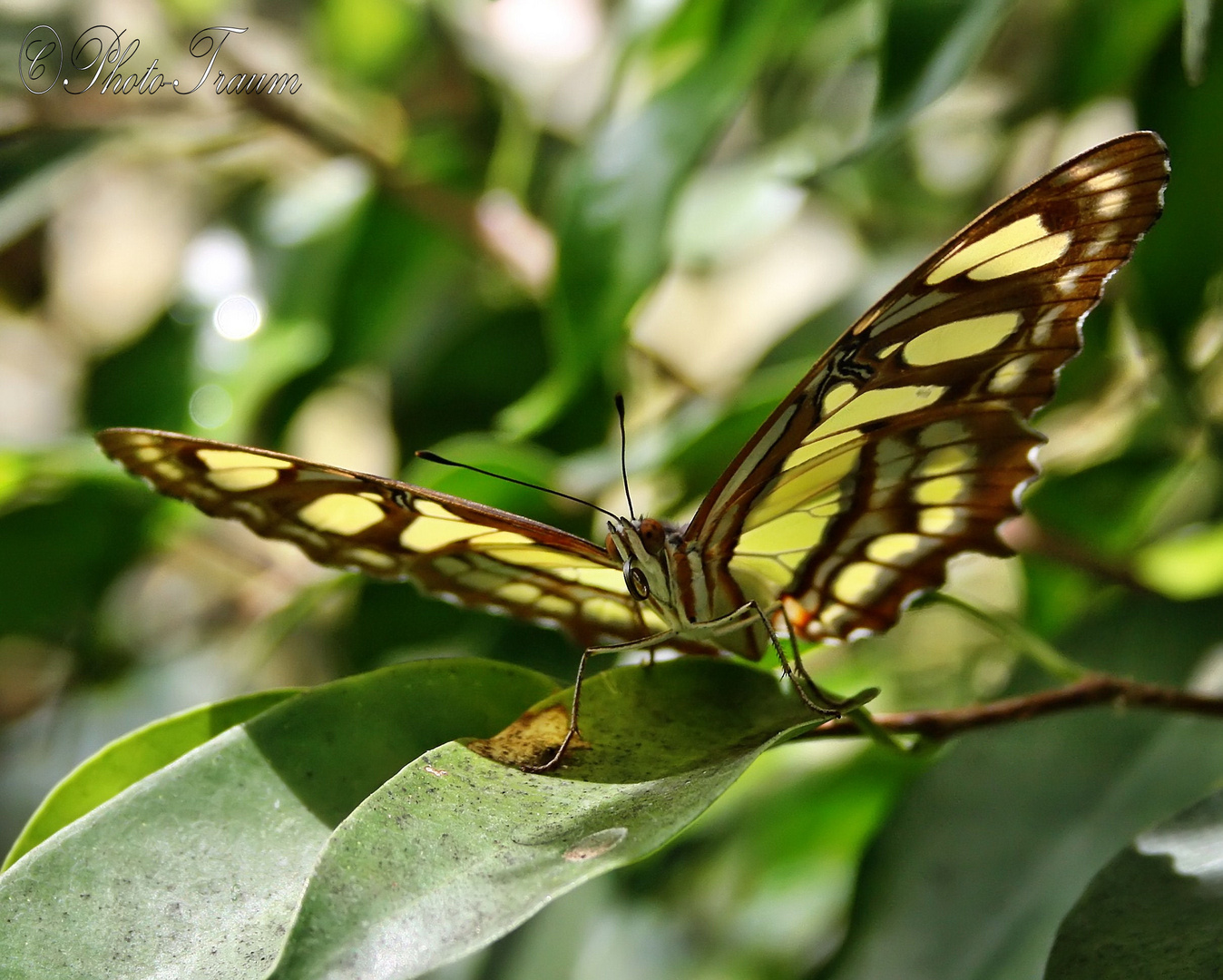 Schmetterling 2