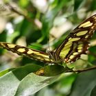 Schmetterling 2