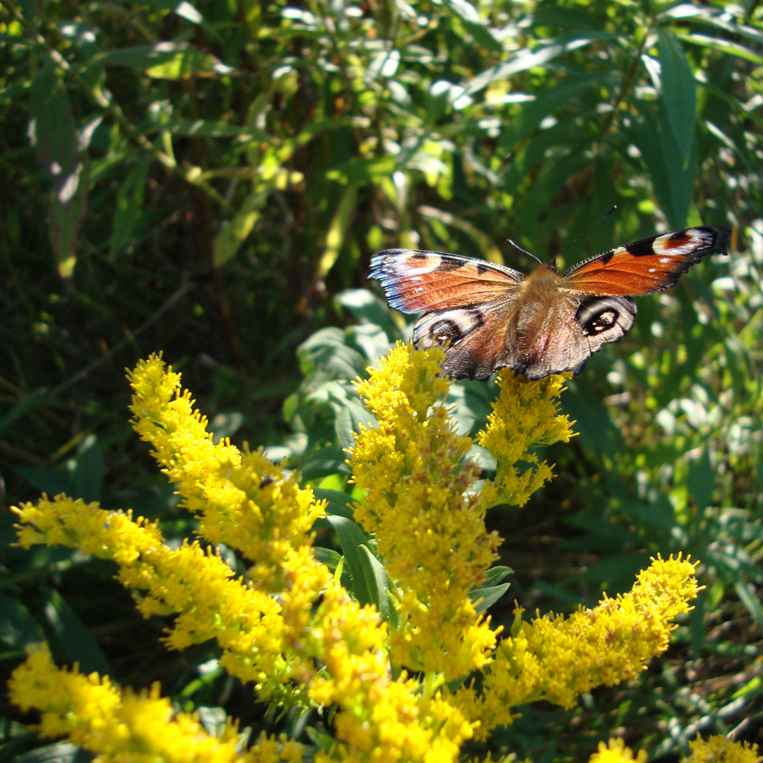 Schmetterling 2