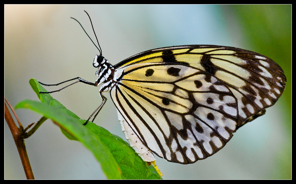 Schmetterling 2