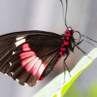 Schmetterling 2