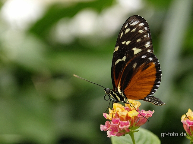 Schmetterling 2