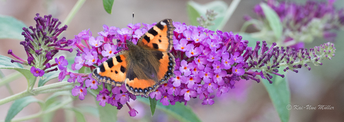 Schmetterling 2