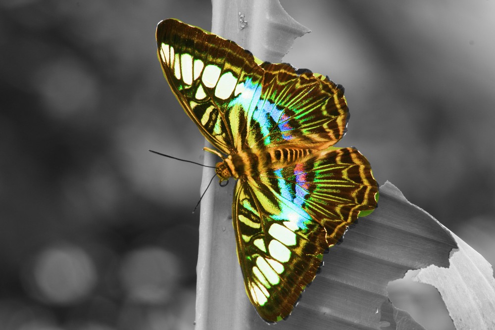 Schmetterling 2