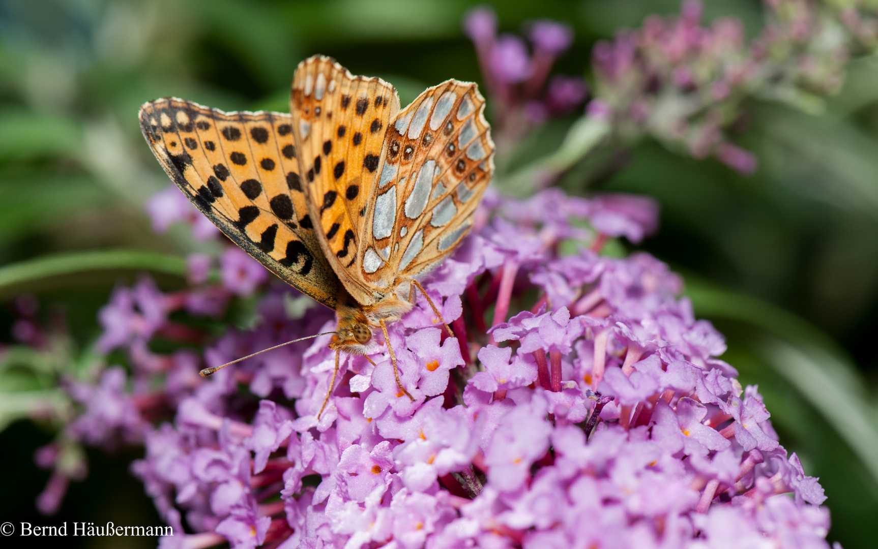 Schmetterling 2