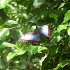 Schmetterling -2-