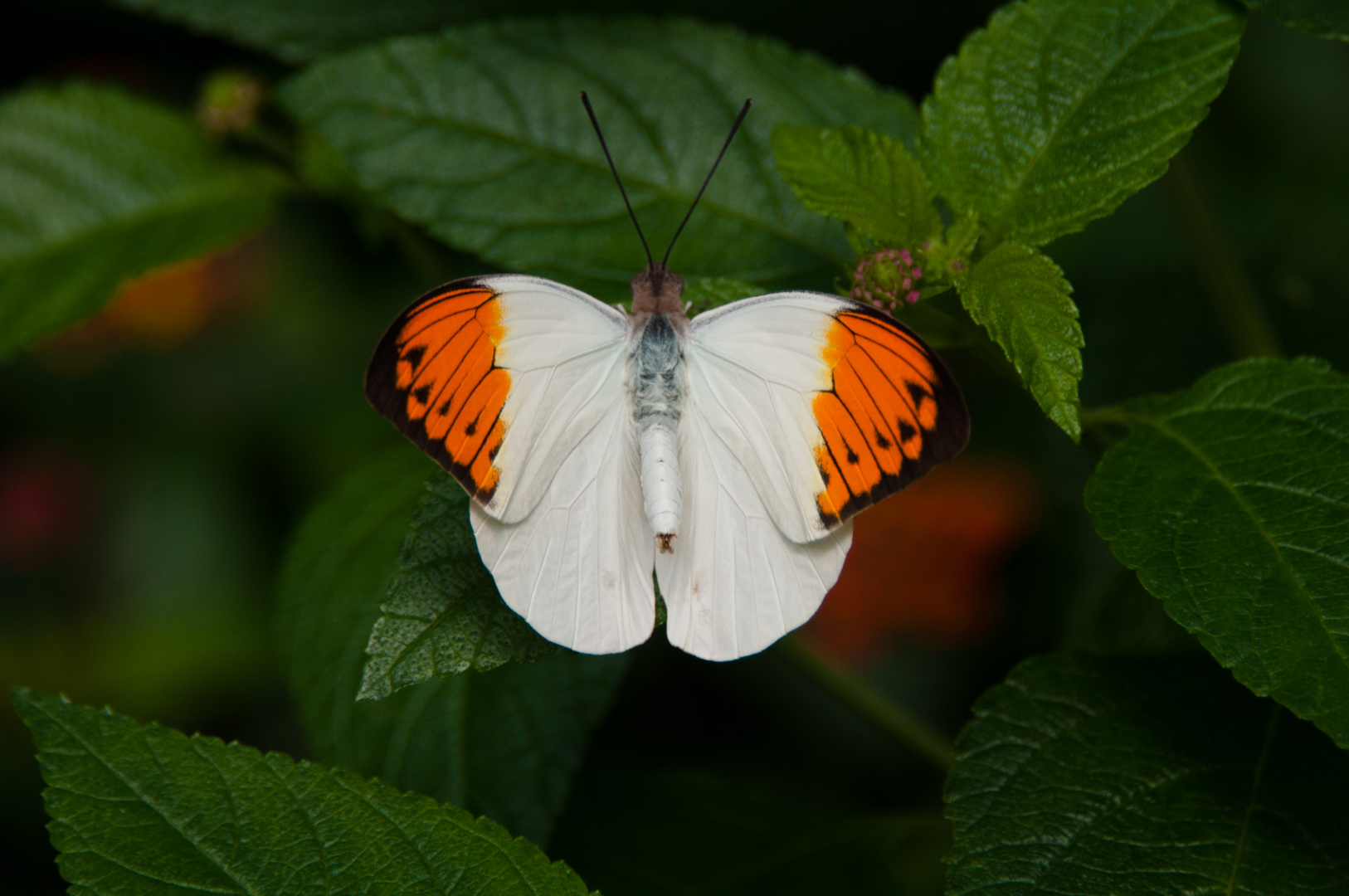 Schmetterling 2