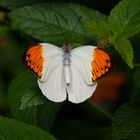 Schmetterling 2