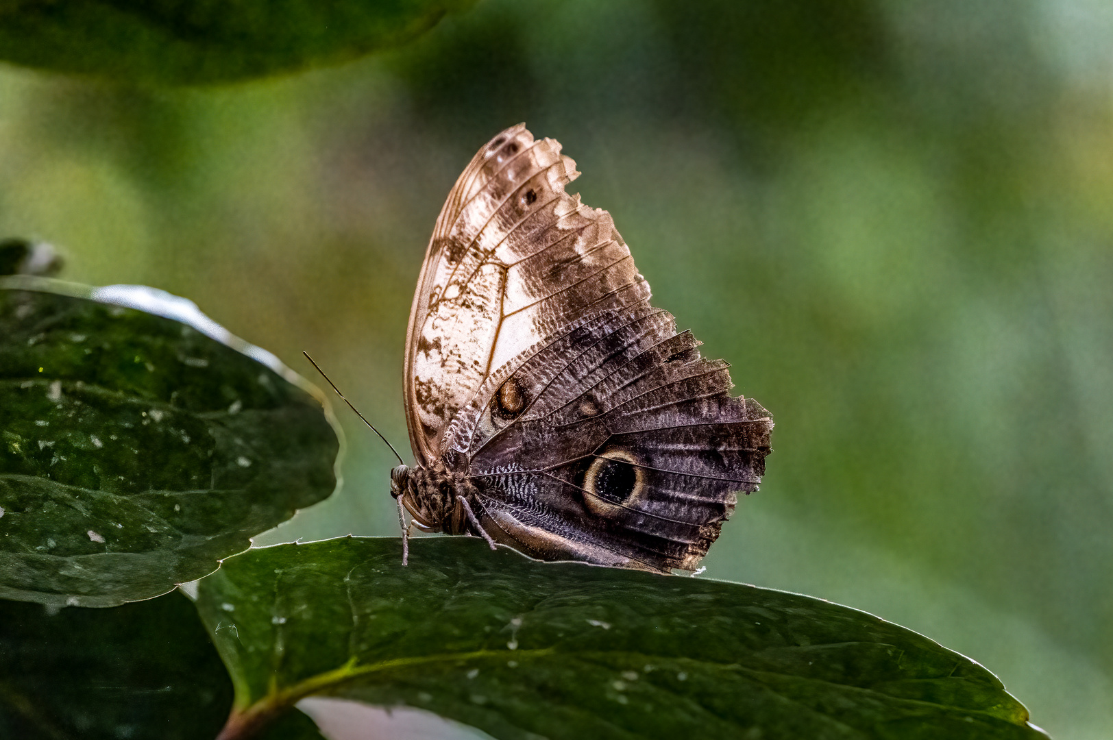 Schmetterling 2