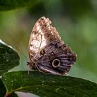 Schmetterling 2