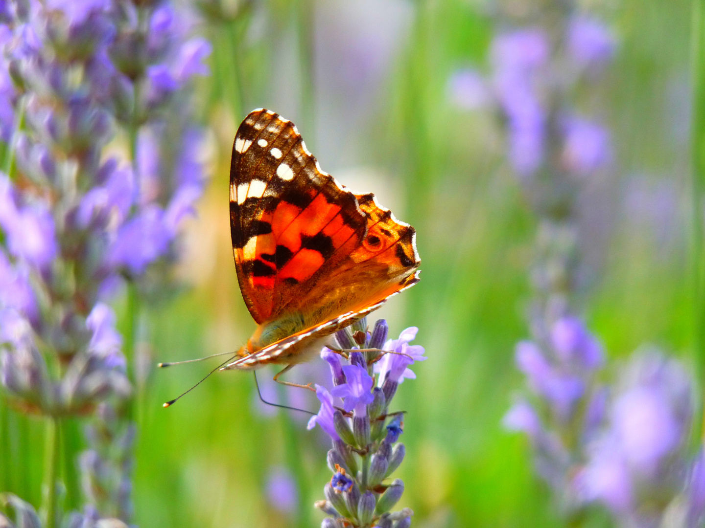 Schmetterling 2