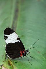 Schmetterling 2