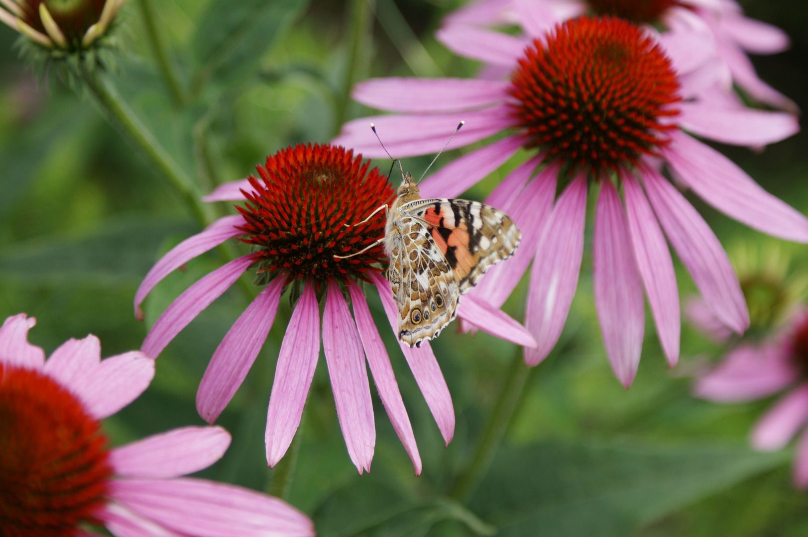 Schmetterling 2