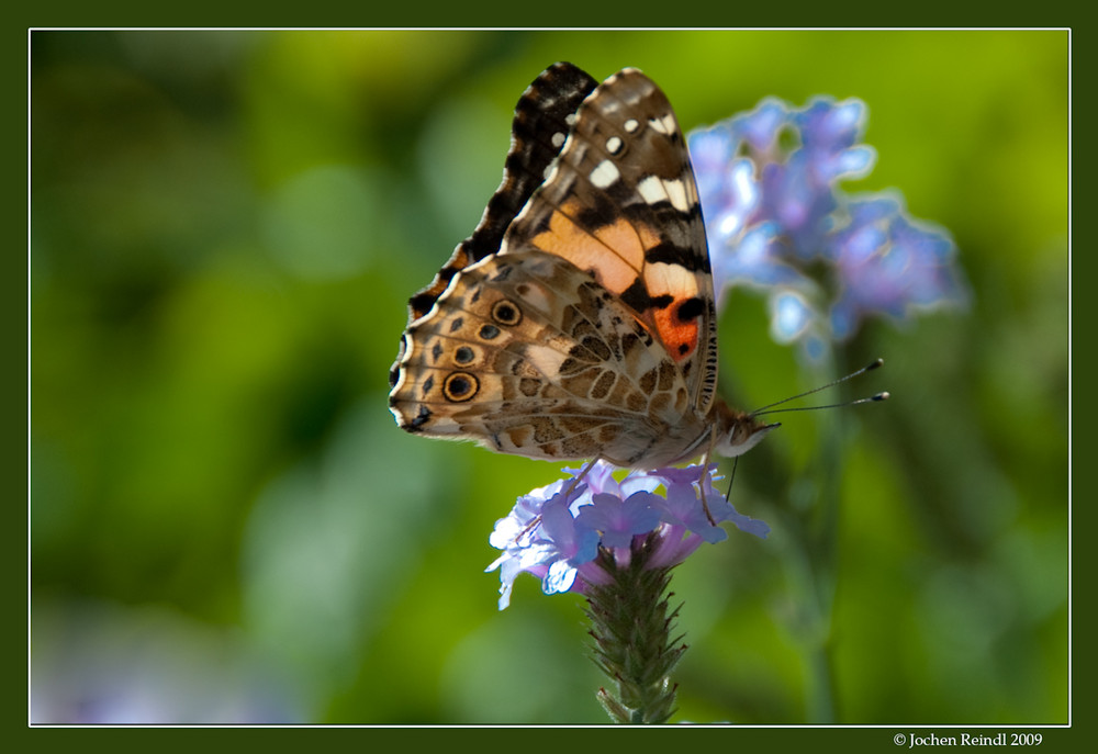 Schmetterling 2