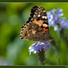 Schmetterling 2