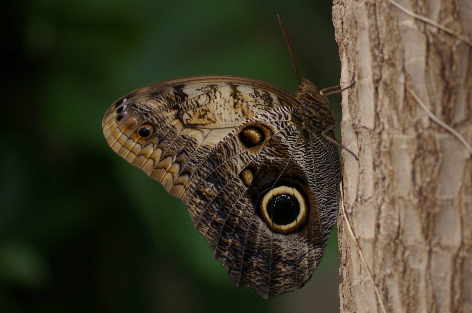 Schmetterling #2