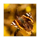 - Schmetterling 2 -