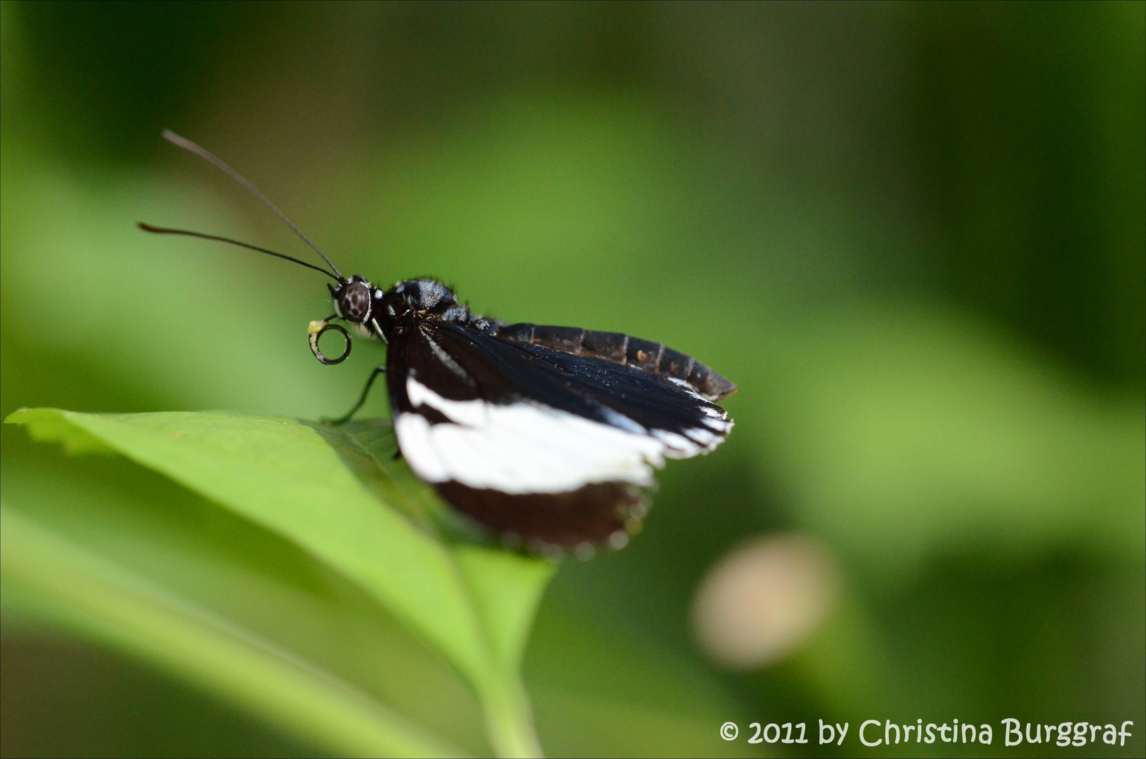 Schmetterling 2