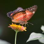 Schmetterling 2